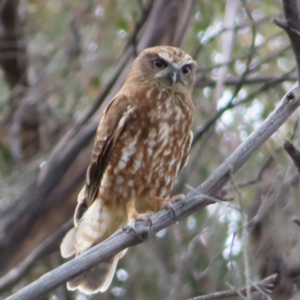 Ninox boobook at Yaouk, NSW - 19 Nov 2022