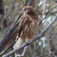 Ninox boobook at Yaouk, NSW - 19 Nov 2022