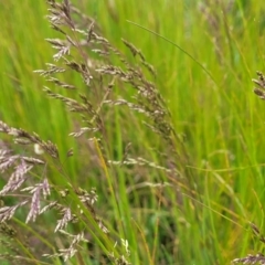 Poa sp. (A Snow Grass) at Dry Plain, NSW - 19 Nov 2022 by trevorpreston