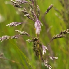 Poa sp. at Dry Plain, NSW - 19 Nov 2022