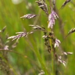 Poa sp. at Dry Plain, NSW - 19 Nov 2022 12:11 PM