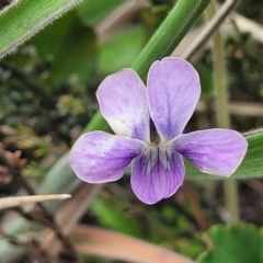 Viola betonicifolia (Mountain Violet) at Dry Plain, NSW - 19 Nov 2022 by trevorpreston