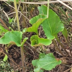 Viola betonicifolia at Dry Plain, NSW - 19 Nov 2022