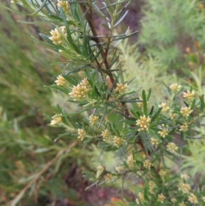 Ozothamnus thyrsoideus at Yaouk, NSW - 19 Nov 2022