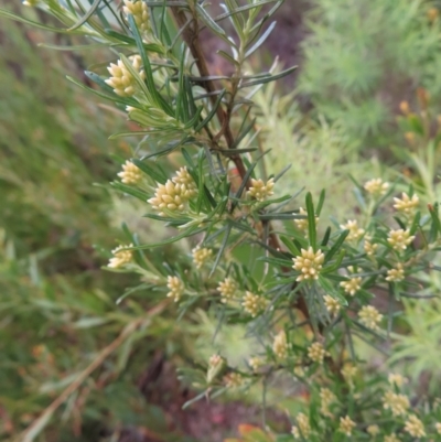 Ozothamnus thyrsoideus (Sticky Everlasting) at Yaouk, NSW - 19 Nov 2022 by MatthewFrawley