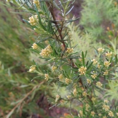 Ozothamnus thyrsoideus (Sticky Everlasting) at Yaouk, NSW - 18 Nov 2022 by MatthewFrawley