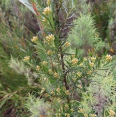 Ozothamnus thyrsoideus at Yaouk, NSW - 19 Nov 2022