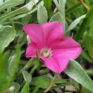 Convolvulus angustissimus subsp. angustissimus at Dry Plain, NSW - 19 Nov 2022