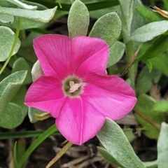 Convolvulus angustissimus subsp. angustissimus at Dry Plain, NSW - 19 Nov 2022 12:06 PM