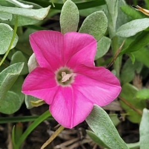 Convolvulus angustissimus subsp. angustissimus at Dry Plain, NSW - 19 Nov 2022 12:06 PM