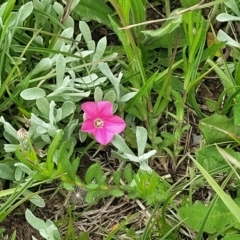 Convolvulus angustissimus subsp. angustissimus at Dry Plain, NSW - 19 Nov 2022