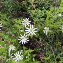 Stellaria pungens (Prickly Starwort) at Yaouk, NSW - 19 Nov 2022 by MatthewFrawley