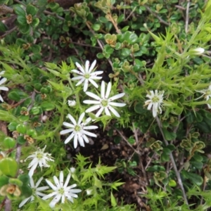 Stellaria pungens at Yaouk, NSW - 19 Nov 2022