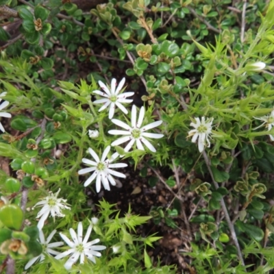 Stellaria pungens (Prickly Starwort) at Yaouk, NSW - 19 Nov 2022 by MatthewFrawley