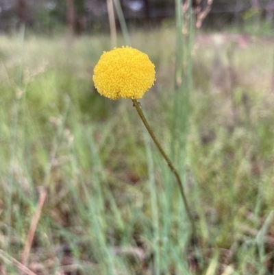 Craspedia variabilis (Common Billy Buttons) at Wamboin, NSW - 19 Nov 2022 by Komidar