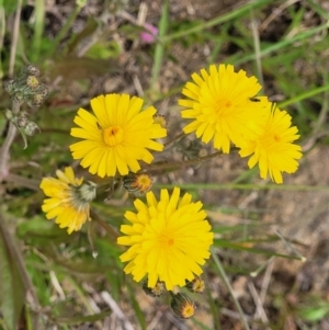 Crepis capillaris at Dry Plain, NSW - 19 Nov 2022