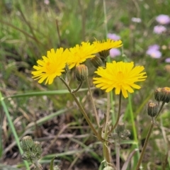 Crepis capillaris at Dry Plain, NSW - 19 Nov 2022