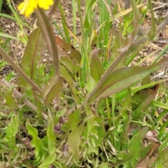 Crepis capillaris at Dry Plain, NSW - 19 Nov 2022