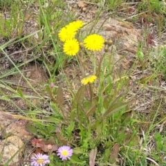 Crepis capillaris at Dry Plain, NSW - 19 Nov 2022