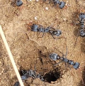 Myrmecia sp., pilosula-group at Dry Plain, NSW - 19 Nov 2022