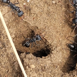 Myrmecia sp., pilosula-group at Dry Plain, NSW - 19 Nov 2022 12:00 PM