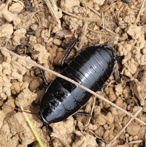 Platyzosteria melanaria at Dry Plain, NSW - 19 Nov 2022