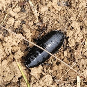 Platyzosteria melanaria at Dry Plain, NSW - 19 Nov 2022