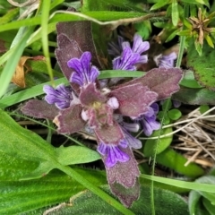 Ajuga australis (Austral Bugle) at Dry Plain, NSW - 19 Nov 2022 by trevorpreston