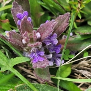 Ajuga australis at Dry Plain, NSW - 19 Nov 2022 11:53 AM