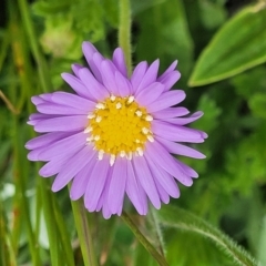 Calotis glandulosa (Mauve Burr-daisy) at Dry Plain, NSW - 19 Nov 2022 by trevorpreston