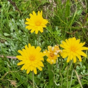 Microseris lanceolata at Dry Plain, NSW - 19 Nov 2022