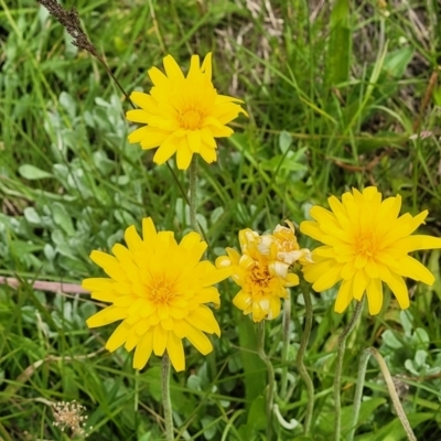 Microseris lanceolata (Yam Daisy) at Dry Plain, NSW - 19 Nov 2022 by trevorpreston