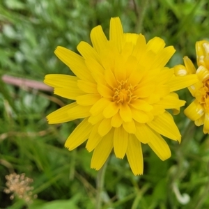 Microseris lanceolata at Dry Plain, NSW - 19 Nov 2022