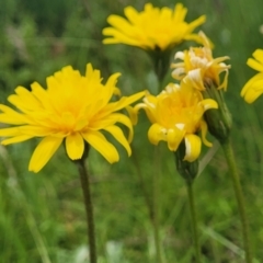 Microseris lanceolata at Dry Plain, NSW - 19 Nov 2022