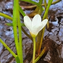 Montia australasica at Dry Plain, NSW - 19 Nov 2022