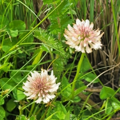 Trifolium repens (White Clover) at Dry Plain, NSW - 19 Nov 2022 by trevorpreston