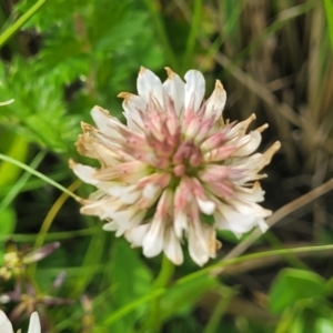 Trifolium repens at Dry Plain, NSW - 19 Nov 2022 11:47 AM