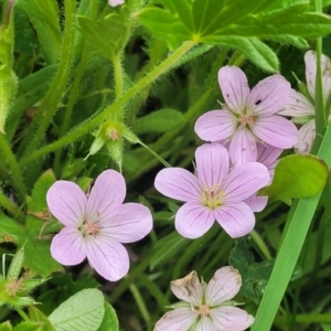 Geranium antrorsum at Dry Plain, NSW - 19 Nov 2022 11:46 AM