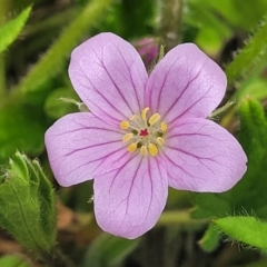 Geranium antrorsum at Dry Plain, NSW - 19 Nov 2022 11:46 AM