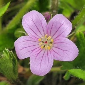 Geranium antrorsum at Dry Plain, NSW - 19 Nov 2022 11:46 AM