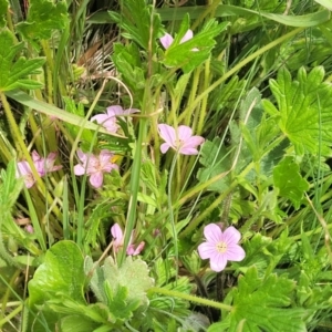 Geranium antrorsum at Dry Plain, NSW - 19 Nov 2022 11:46 AM