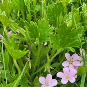 Geranium antrorsum at Dry Plain, NSW - 19 Nov 2022 11:46 AM