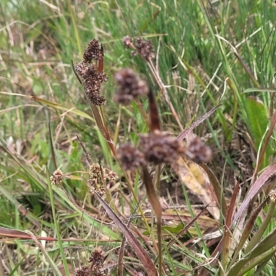 Luzula ovata (Pyramid Woodrush) at Dry Plain, NSW - 19 Nov 2022 by trevorpreston