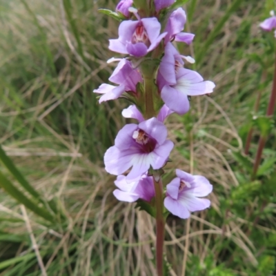 Euphrasia collina subsp. paludosa at Yaouk, NSW - 19 Nov 2022 by MatthewFrawley