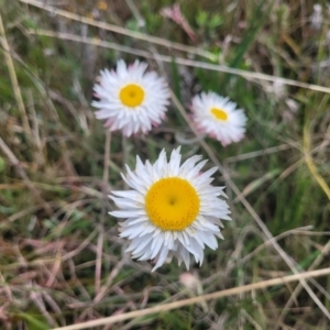 Leucochrysum albicans subsp. tricolor at Dry Plain, NSW - 19 Nov 2022