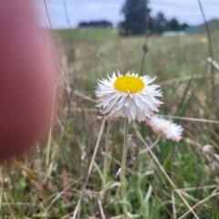 Leucochrysum albicans subsp. tricolor at Dry Plain, NSW - 19 Nov 2022