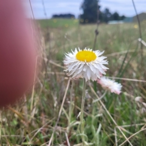 Leucochrysum albicans subsp. tricolor at Dry Plain, NSW - 19 Nov 2022