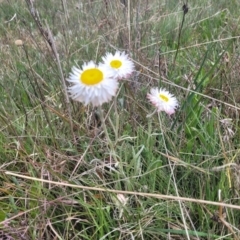 Leucochrysum albicans subsp. tricolor at Dry Plain, NSW - 19 Nov 2022