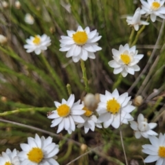 Rhodanthe anthemoides (Chamomile Sunray) at Coolringdon, NSW - 19 Nov 2022 by trevorpreston