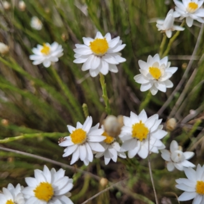 Rhodanthe anthemoides (Chamomile Sunray) at Coolringdon, NSW - 19 Nov 2022 by trevorpreston